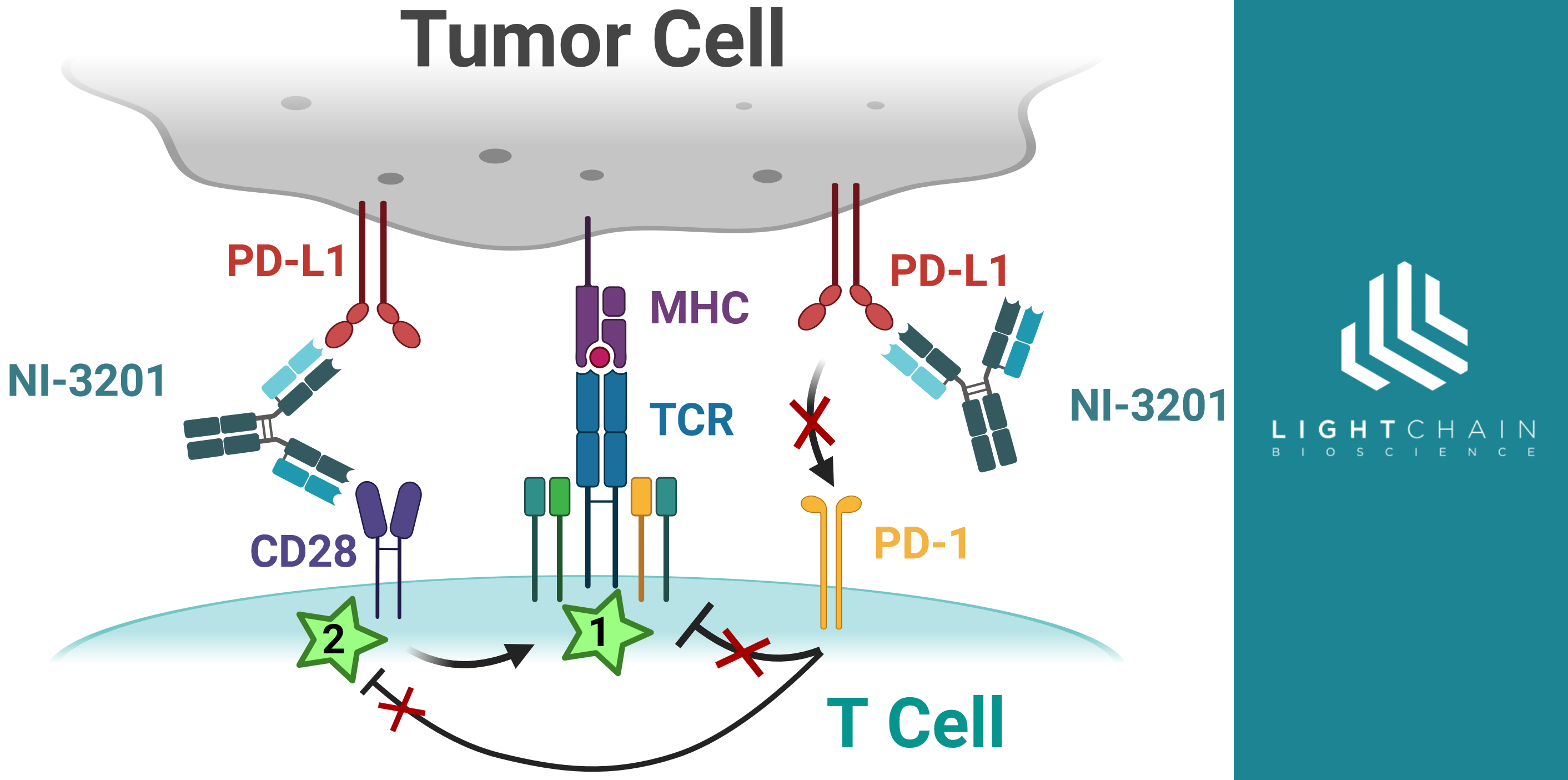 New publication in Cancer Immunology Research