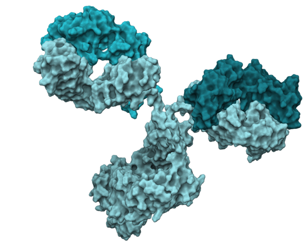 kl bodies truly human 1